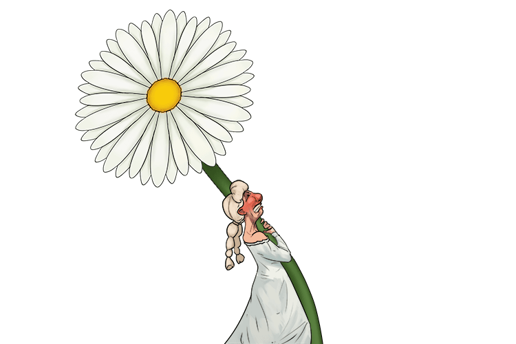 Daisy